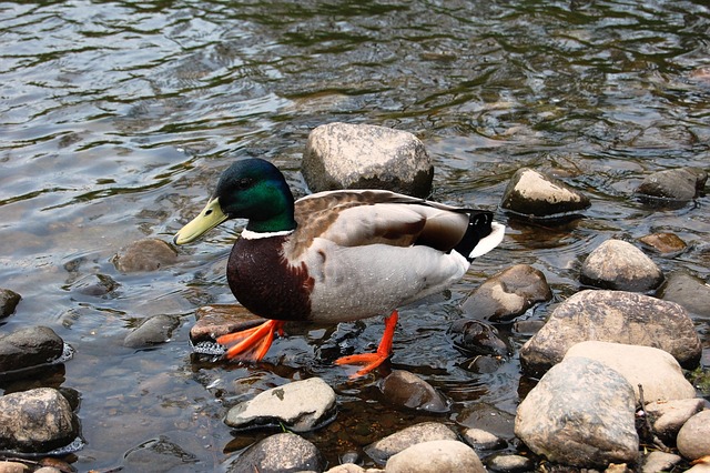 Ekspertens guide: Undgå de klassiske fælder i krydsord