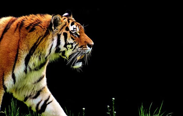 Beskyttelse af Kaukasus' vilde dyr: Hvordan bevaringsindsatser bidrager til at bevare dyrelivet