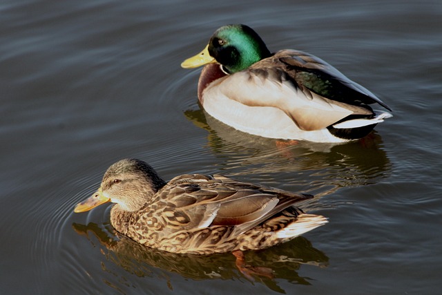 Sådan undgår du at sidde fast i krydsordet