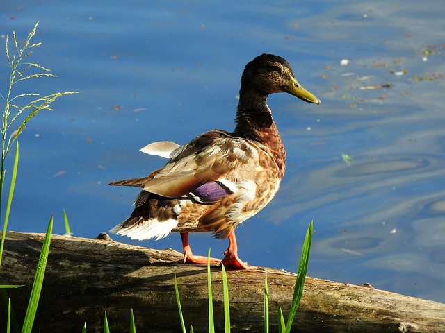 Fra tomt gitter til færdigt krydsord – din strategiske værktøjskasse