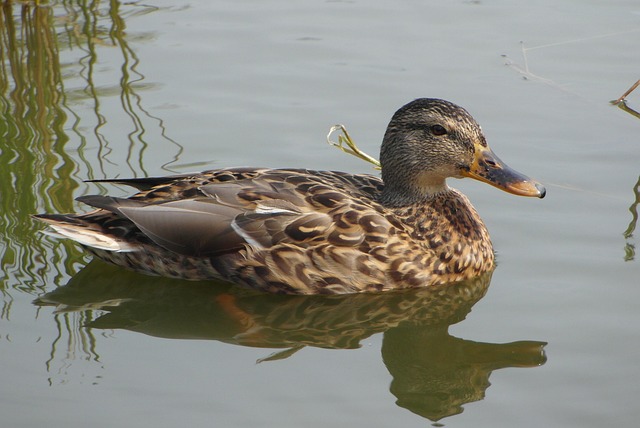 Ordbøger, apps og andre hjælpemidler til krydsord