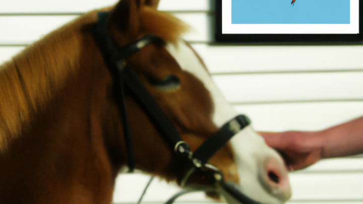 Hesteopdrættere: Bemer behandling en god mulighed for at forbedre hestens helbred